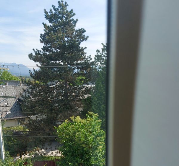 A photograph, taken out a window, of a bright May morning in Vancouver. Most of the frame is taken up by a large fir tree in front of the building across the alley.