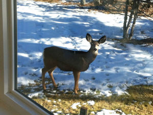 8. Elnor Florence -- deer looking through my office window