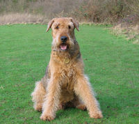airedale-terrier-1406158