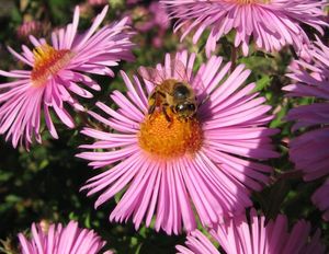 Bee on Aster by Anna-Maria Huber