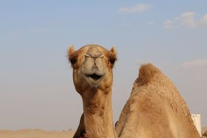 camel-2756363_1280