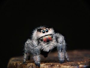 Cutesy Spider
