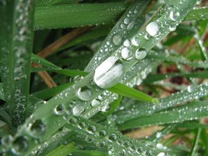 Dew on Greenery by Anna-Maria Huber