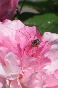 Spider on Pink by Anna-Maria Huber