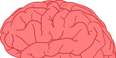 Anatomy illustration of a brain