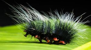 caterpillar-399164_1920