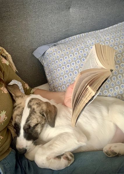 Image of author Stacey May Fowles' dog cozying up as she (out of frame) reads a book