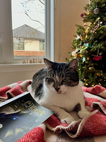 photo of writer and editor Grace O'Connell's black and white cat and author Tamora Pierce's Realms of the Gods in paperback beside a Christmas tree