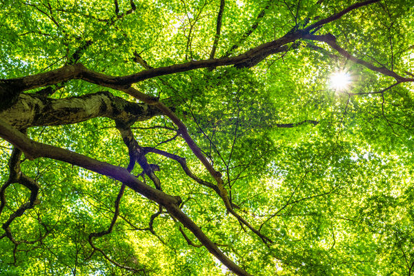 A view from below of the branches and leaves of a green maple tree; sunlight shines through the leaves