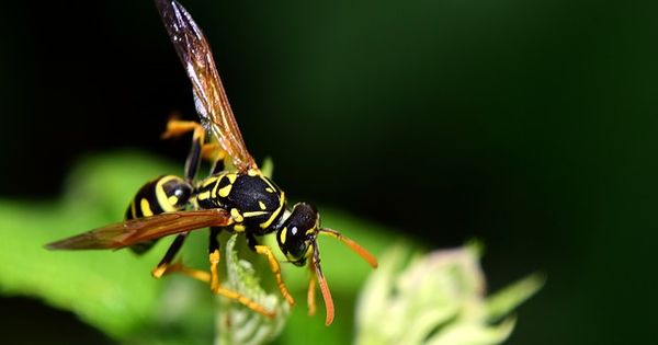 Killer Wasp