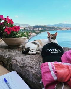 A picture containing a cat, a view of Molyvos Harbour and a writing project