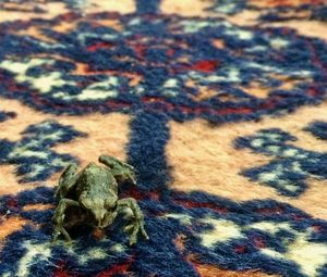 Toad on carpet