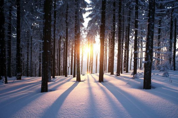 Winter Solstice forest