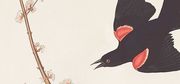 Wrap Up 2021 with an Excerpt from Tim Bowling's Meditative Book of Essays, The Call of the Red-Winged Blackbird