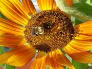 A sunflower takes up the full frame. The centre of the sunflower is host to a little bee that is collecting pollen.