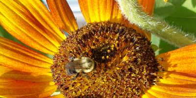 A sunflower takes up the full frame. The centre of the sunflower is host to a little bee that is collecting pollen.